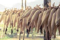 Tradition corn keeping at outdoor