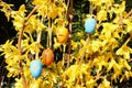 Tradition Easter decoration - painted timber Easter eggs on yellow Forsythia branches in Germany