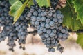 The tradition of growing grapes on the farm winemakers - a good year