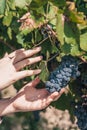 The tradition of growing grapes on the farm winemakers