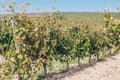 Tradition of growing grapes on the farm winemakers - Luberon