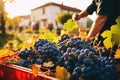 Tradition and hard work in wine making, with grape pickers carefully selecting the finest grapes at autumn. AI Generated Royalty Free Stock Photo