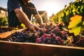 Tradition and hard work in wine making, with grape pickers carefully selecting the finest grapes at autumn. AI Generated Royalty Free Stock Photo