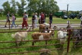 Domestic animals and people on traditional agricultural fair