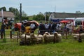 Domestic animals and people on traditional agricultural fair