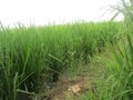 Traditional agriculture that produces rice and rice Royalty Free Stock Photo