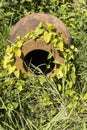 Traditional amphora for wine container from clay