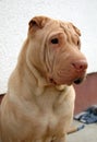 Traditional apricot sharpei portrait Royalty Free Stock Photo