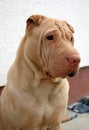 Traditional apricot sharpei portrait