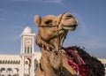 Traditional arabs riding camels close up in front of the Grand Mosque in Doha, Qatar Royalty Free Stock Photo