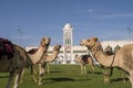 Traditional arabs riding camels in front of the Grand Mosque in Doha, Qatar Royalty Free Stock Photo