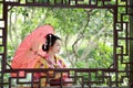 Traditional Asian Japanese beautiful Geisha woman bride wears kimono with red umbrella on hand in a summer nature