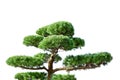 traditional asian Japanese green coniferous bansai tree isolted on white Royalty Free Stock Photo