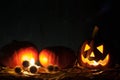 Traditional attribute of Halloween is glowing Jack-o-lantern and pumpkins on dry leaves, at night on black background. Royalty Free Stock Photo