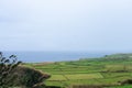 Azorean green fields bordered by stone walls, overlooking the Atlantic Ocean.