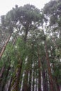 Traditional Azorean trees stand tall in the misty rain.