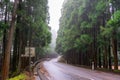 Traditional Azorean trees stand tall in the misty rain.