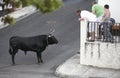 Traditional azores bullfighting feast in Terceira. Azores. Toura