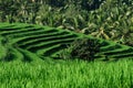 Traditional Balinese rice fields made in a terrace with a green view Royalty Free Stock Photo