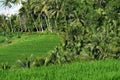 Traditional Balinese rice fields made in a terrace with a green view Royalty Free Stock Photo