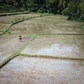 Traditional Balinese Rice Fields and Seasonal Harvest.