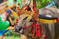 Traditional Balinese water buffalo races Makepung in Negara