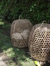 Traditional bamboo basket to transport live chicken in Bali