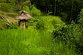 Traditional bamboo house for workers on bright lush green rice terrace and tropical forest. Amazing culture trip indonesian Bali. Royalty Free Stock Photo