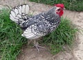 Traditional Bantam Royalty Free Stock Photo
