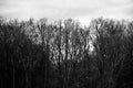 Traditional bare trees in winter around a forest area in Berlin Royalty Free Stock Photo