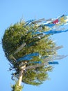 Traditional bavarian Kirchweihbaum with blue and white ribbons