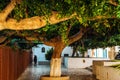 Traditional big beautiful tree in the middle of the street in medina of Mahdia in Tunisia