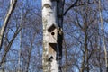 Traditional birdhouse on a birch tree on a sunny spring day Royalty Free Stock Photo