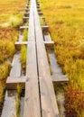 Traditional bog landscape with wet trees, grass and bog moss during rain, pedestrian wooden footbridge over the bog, foggy and Royalty Free Stock Photo