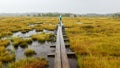 Traditional bog landscape with wet trees, grass and bog moss during rain, pedestrian wooden footbridge over the bog, foggy and Royalty Free Stock Photo