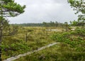 Traditional bog landscape with wet trees, grass and bog moss during rain, pedestrian wooden footbridge over the bog, foggy and Royalty Free Stock Photo