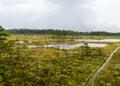 Traditional bog landscape with wet trees, grass and bog moss during rain, pedestrian wooden footbridge over the bog, foggy and Royalty Free Stock Photo