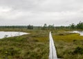 Traditional bog landscape with wet trees, grass and bog moss during rain, pedestrian wooden footbridge over the bog, foggy and Royalty Free Stock Photo