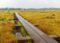 Traditional bog landscape with wet trees, grass and bog moss during rain, pedestrian wooden footbridge over the bog, foggy and