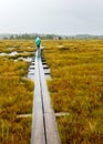 Traditional bog landscape with wet trees, grass and bog moss during rain, pedestrian wooden footbridge over the bog, foggy and