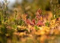 Traditional bog plants, moss, lichens close-up, bog background, swamp texture