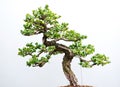 Traditional bonsai tree, Japanese art form using trees grown in containers on rainy day Royalty Free Stock Photo