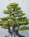 Traditional bonsai tree, Japanese art form using trees grown in containers Royalty Free Stock Photo