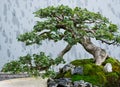 Traditional bonsai tree, Japanese art form using trees grown in containers Royalty Free Stock Photo