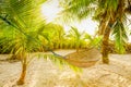 Traditional braided hammock between palm trees in the sun on a tropical beach Royalty Free Stock Photo