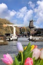 Traditional bridge and windmill over canal against colorful tulips in Amsterdam, Netherlands Royalty Free Stock Photo