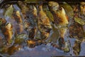 Traditional brine fish in Danube Delta Royalty Free Stock Photo