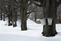 Collecting Sap from Maple Trees to Make Maple Syrup Royalty Free Stock Photo