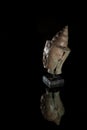 Traditional buddha head statue. Museum quality buddhist statuette on display against black background with copy space.