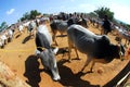 Traditional buffalo and cow market.